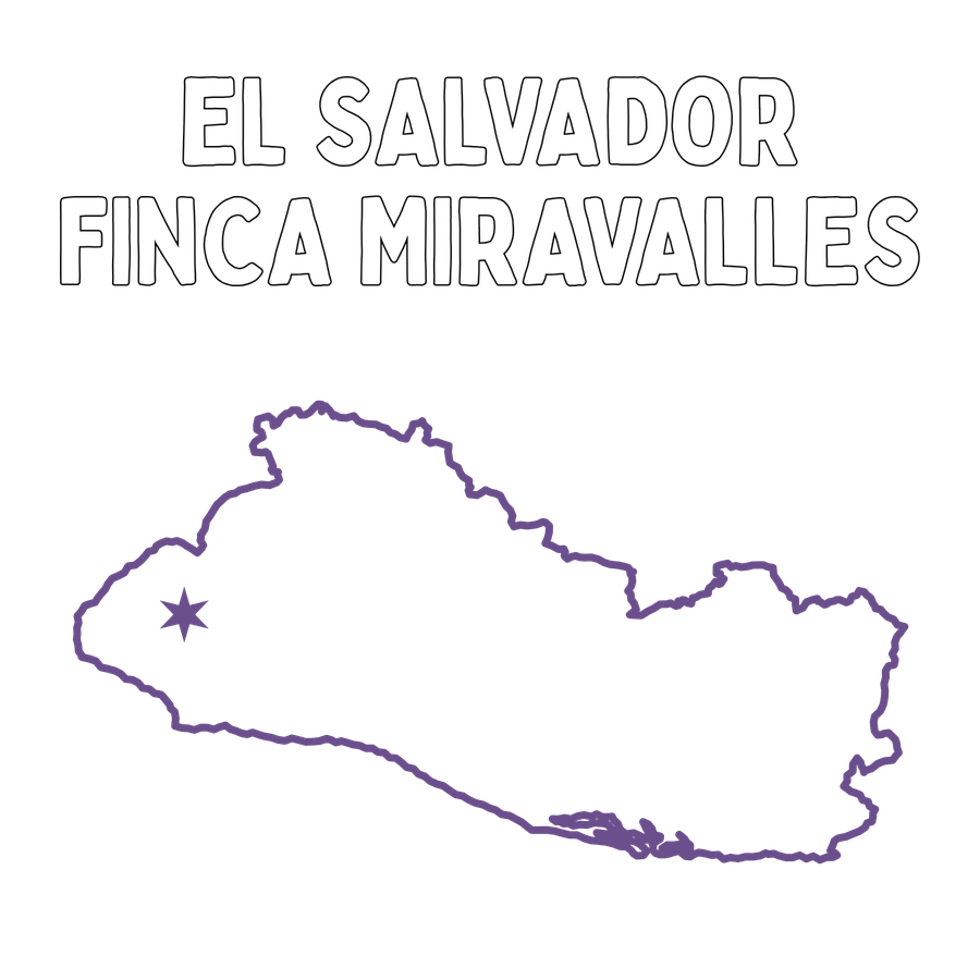 El Salvador Finca Miravalles